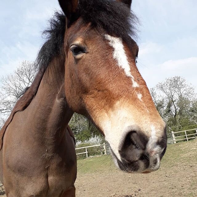 Happy Easter everyone from all the horses and ponies, #staysafe