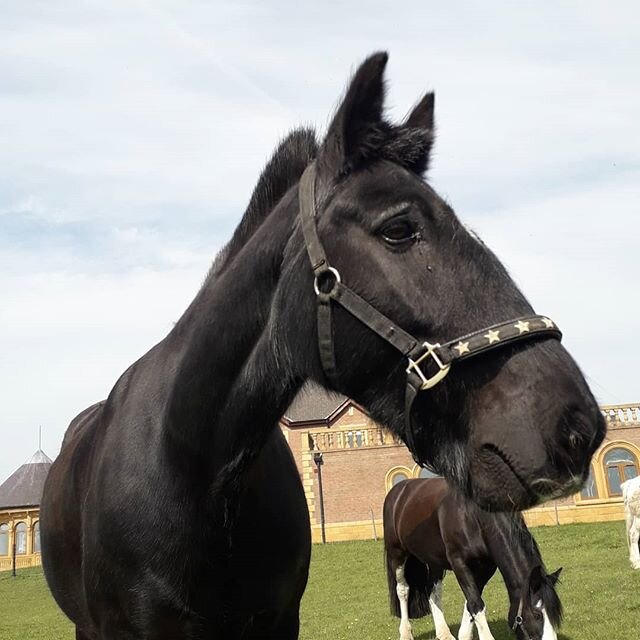 The horses the other day enjoying some sun and grass