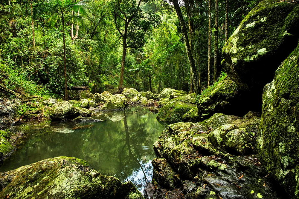 Rainforest.jpg
