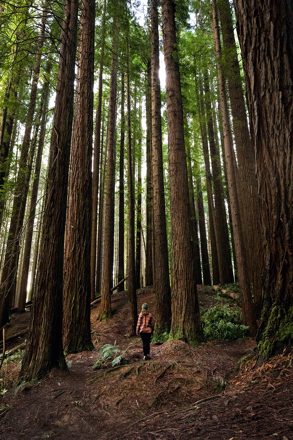 BeechForest-5682.jpg