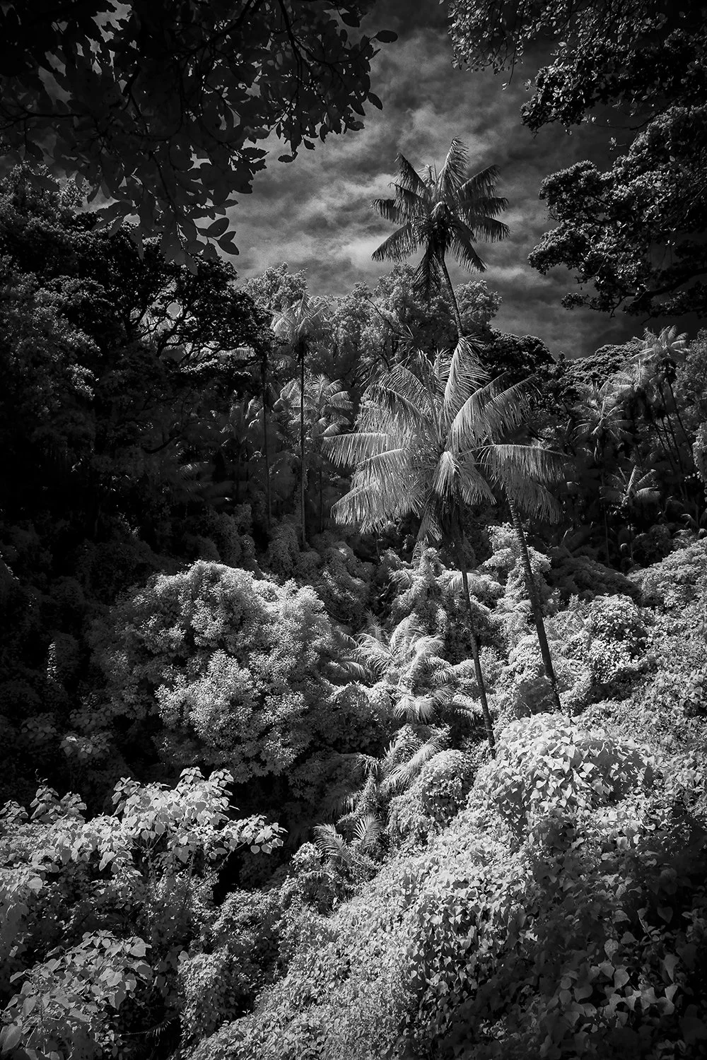 LordHowe_BW_-0336.jpg