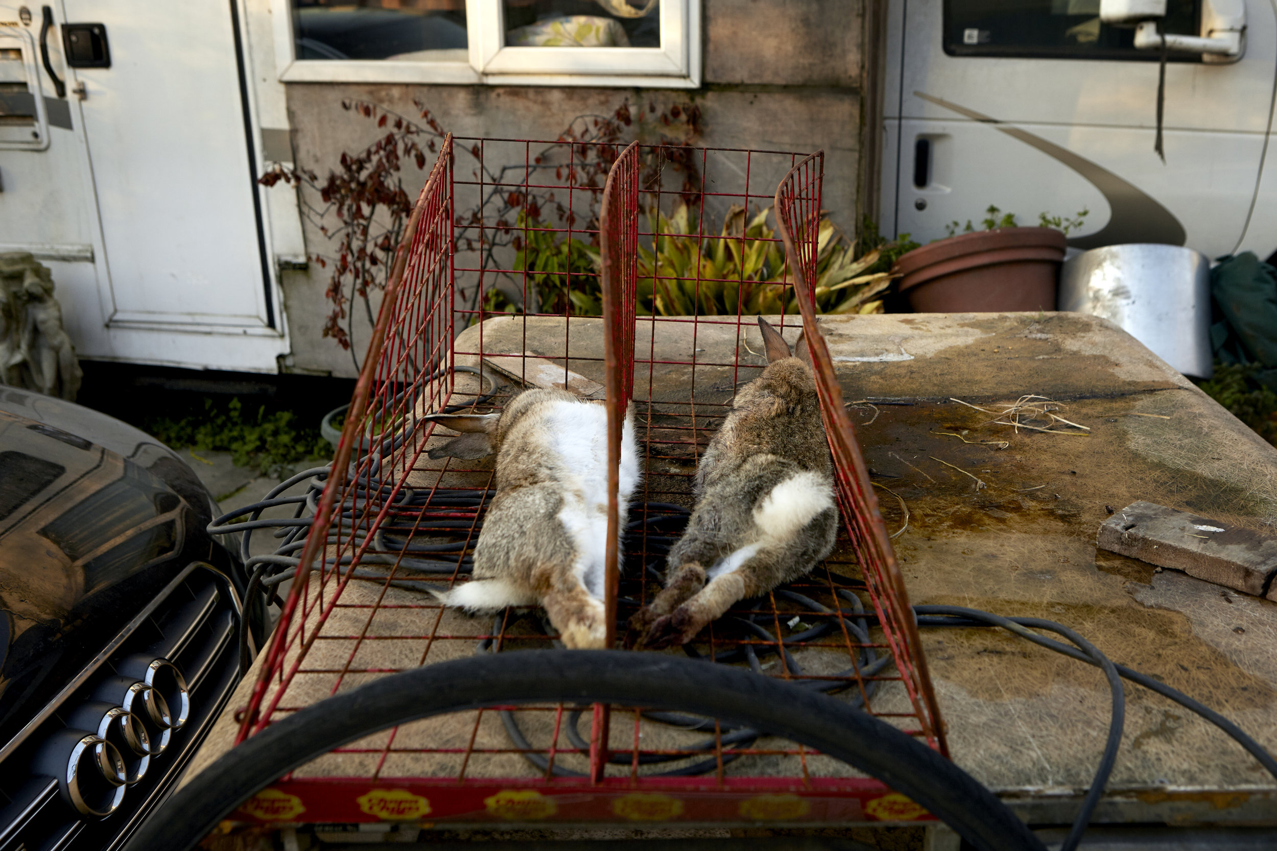  Two rabbits recently caught on a hunting expedition by Pat and his dogs. Although the Westway community may not live a lifestyle or in an environment typical of the traditional traveller, hints of the old ways of life continue to be found among the 