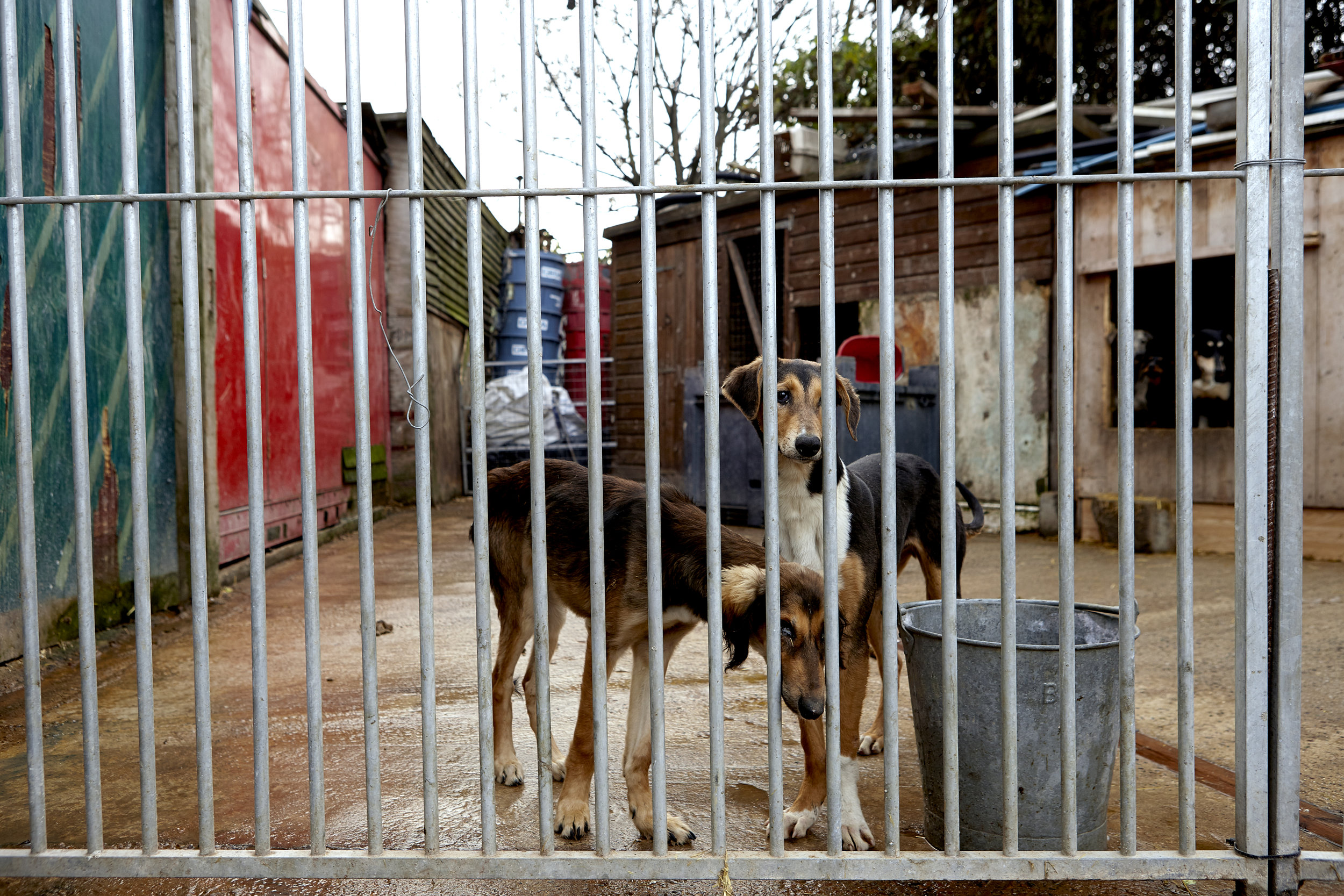 Two of Pat’s several dogs which he keeps on site and takes with him on hunting trips. 