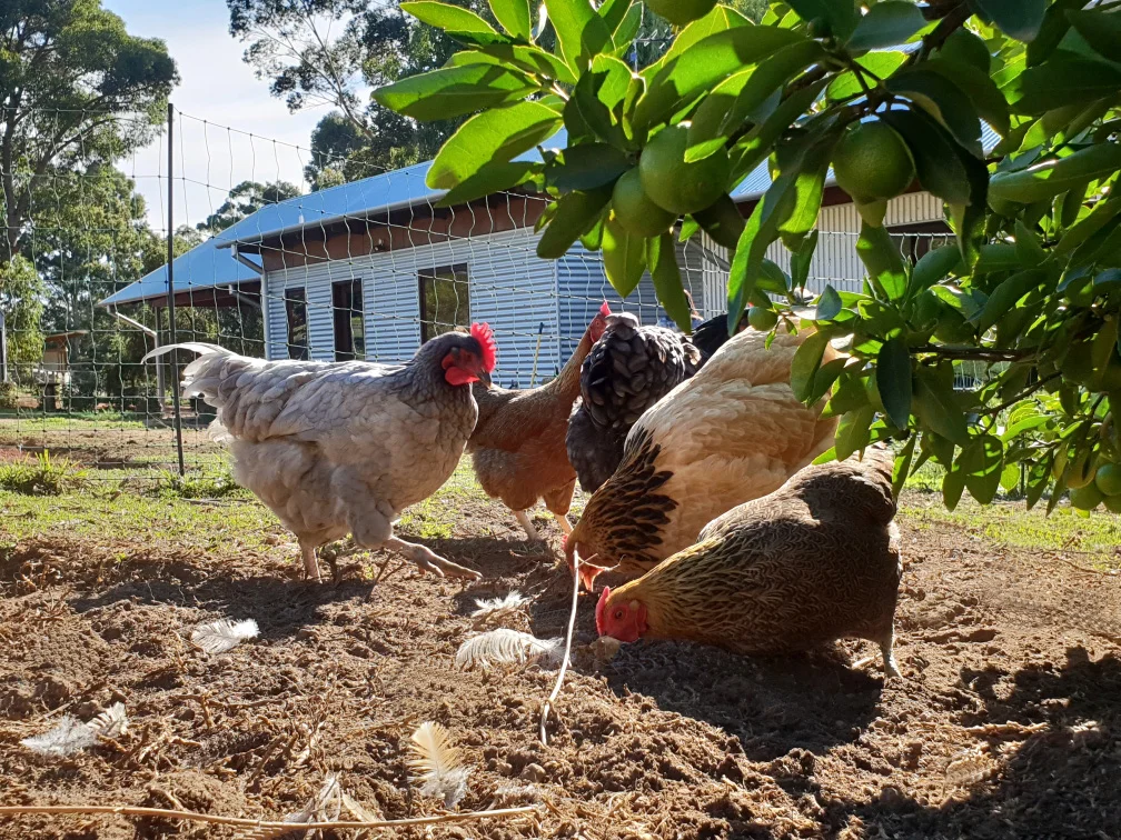 chickens.jpg