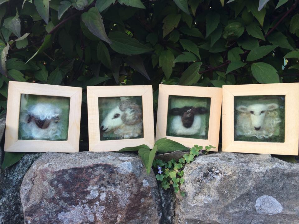 mini sheep portraits