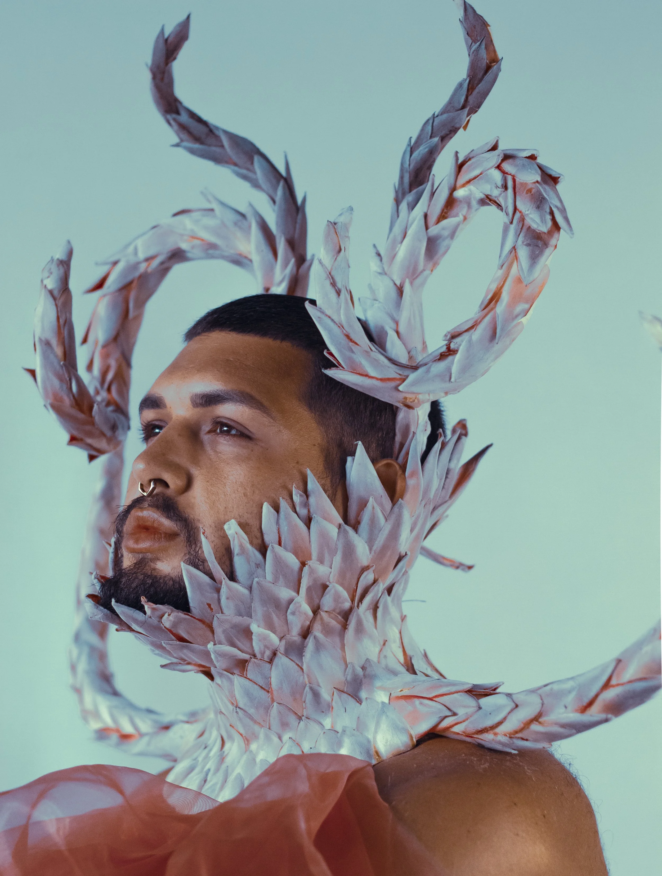 kingprotea-waikapu-300-4.jpg