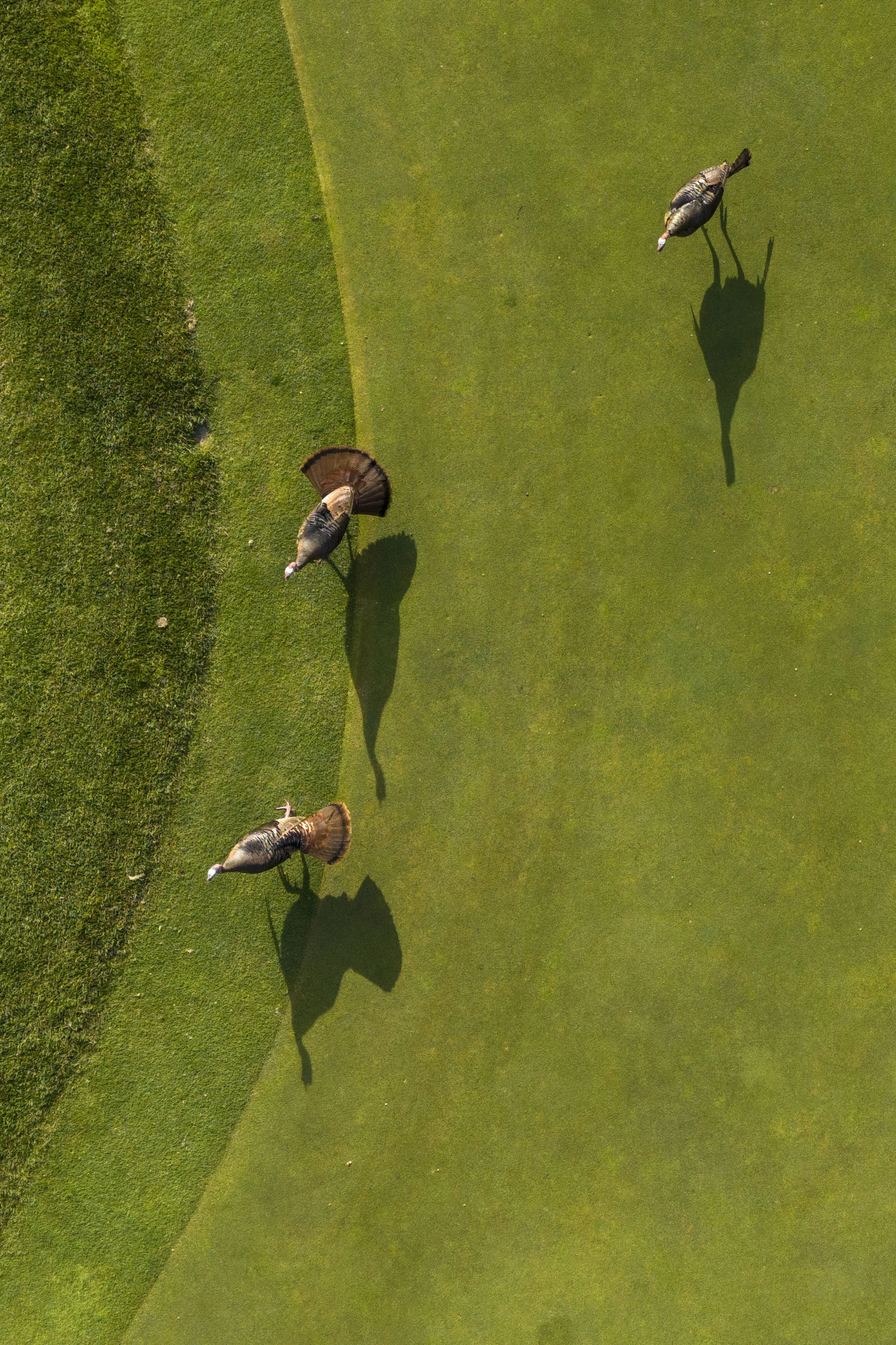 Animals — Greener Golf