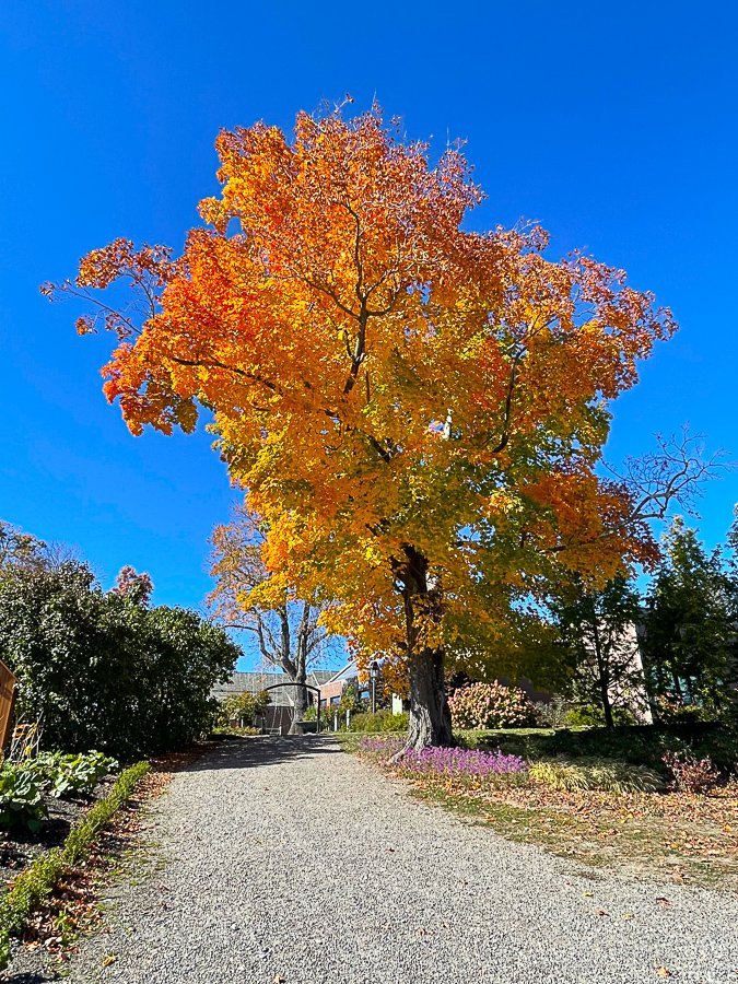 Megan_Carty_new_england_fall_foliage-13.jpg