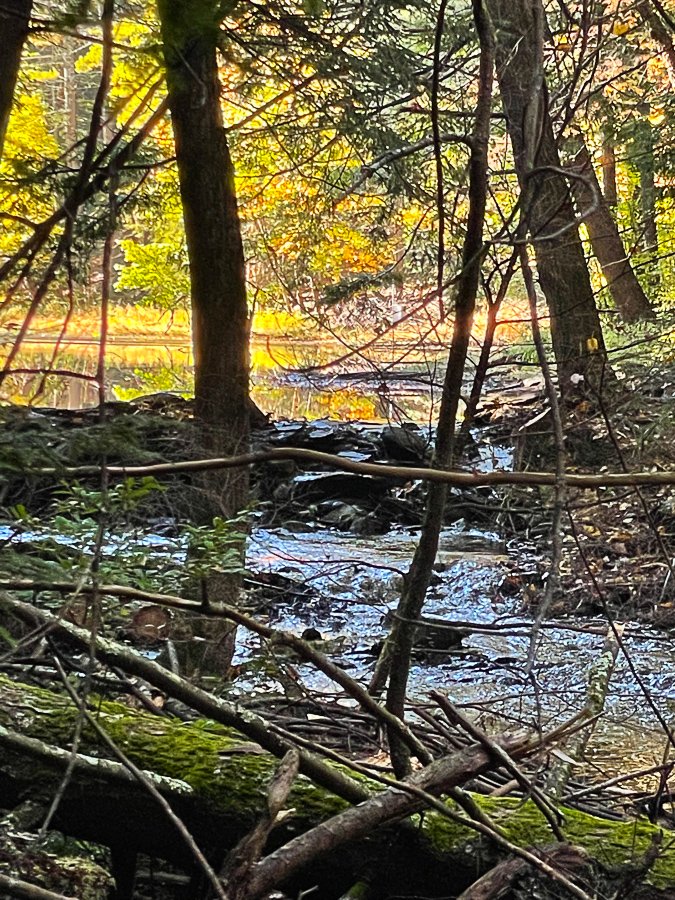 Megan_Carty_new_england_fall_foliage-19.jpg