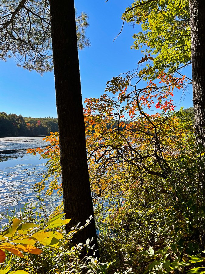 Megan_Carty_new_england_fall_foliage-25.jpg