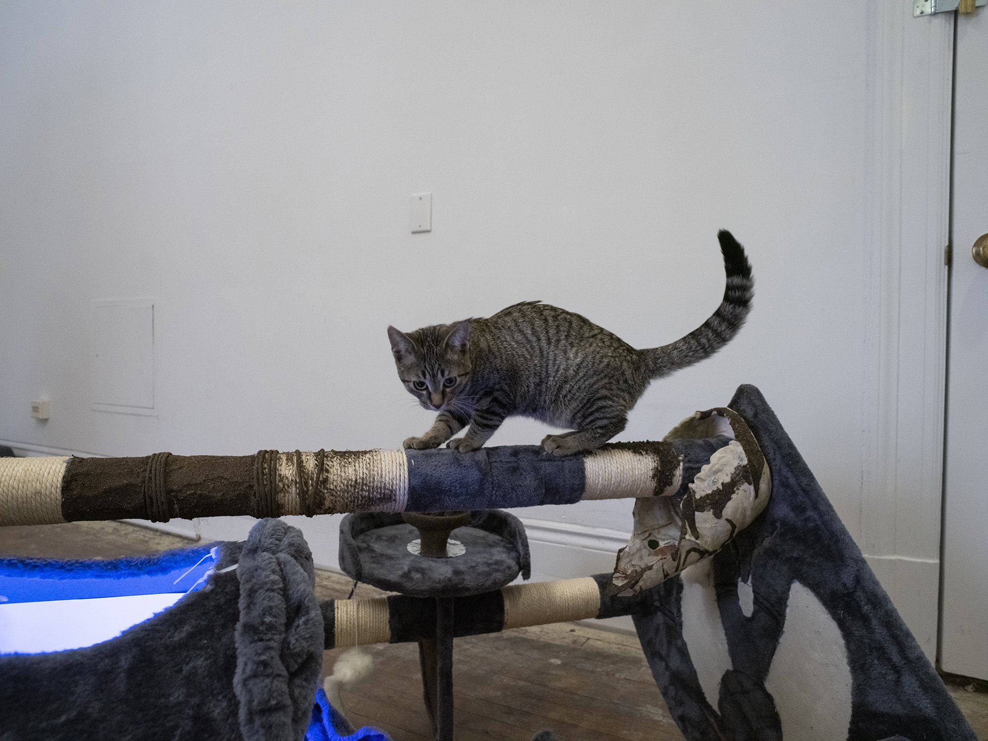 Pangee_CATBOX contemporary presents A Catastrophic Virtue_Installation view with a CAT 02.jpg