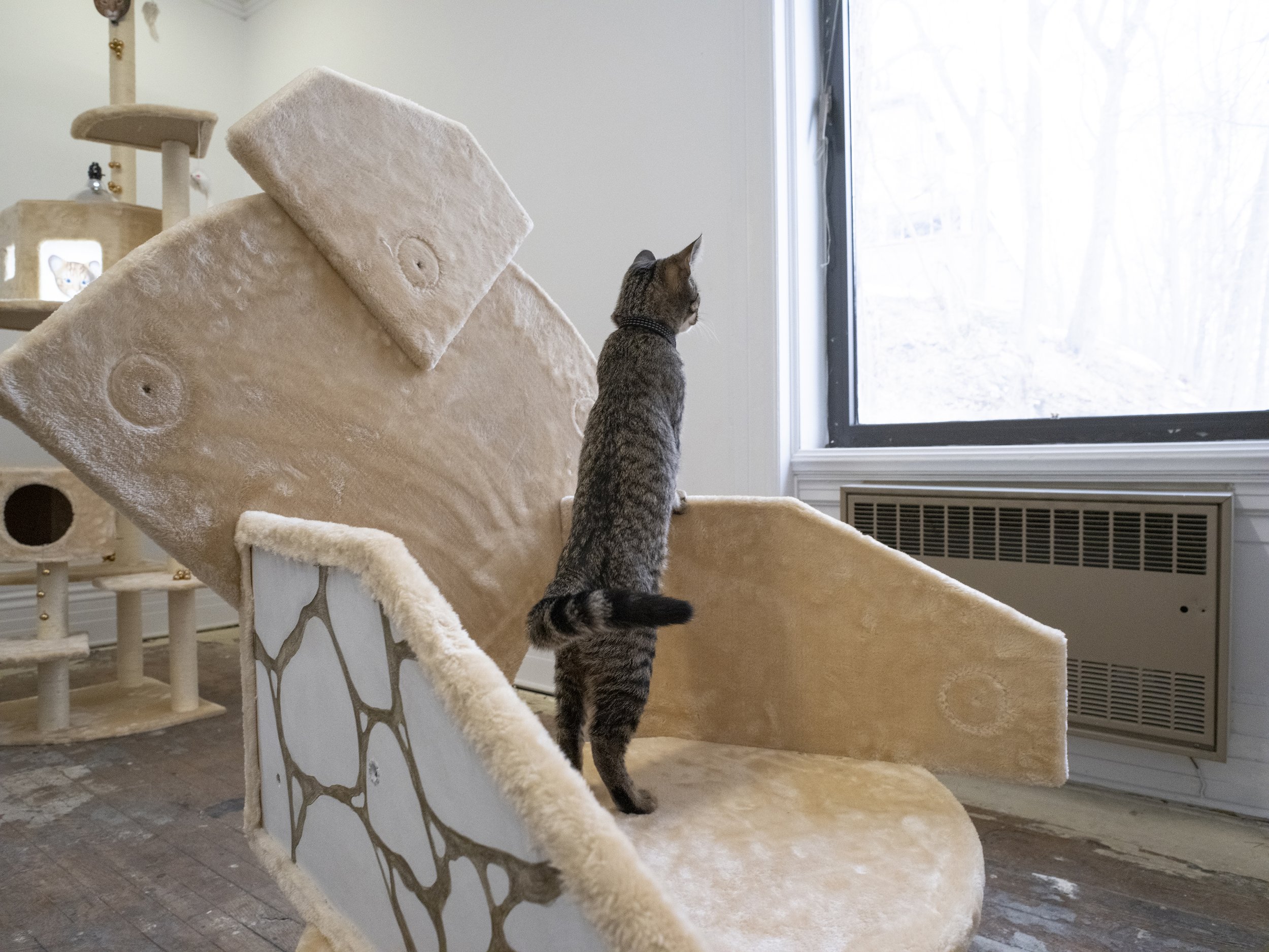 Pangee_CATBOX contemporary presents A Catastrophic Virtue_Installation view with a CAT 01.jpg