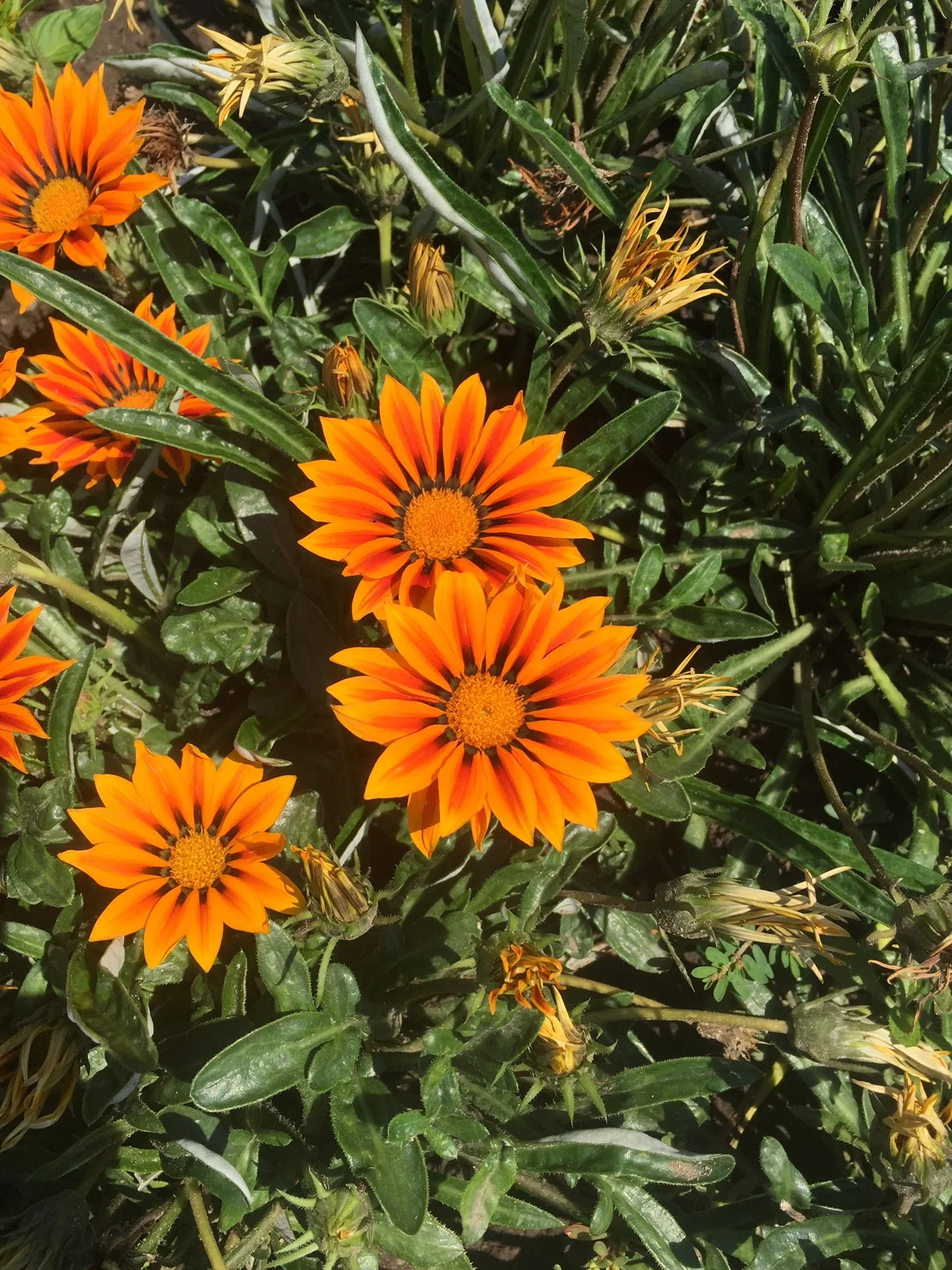 Mindfulness and Singing