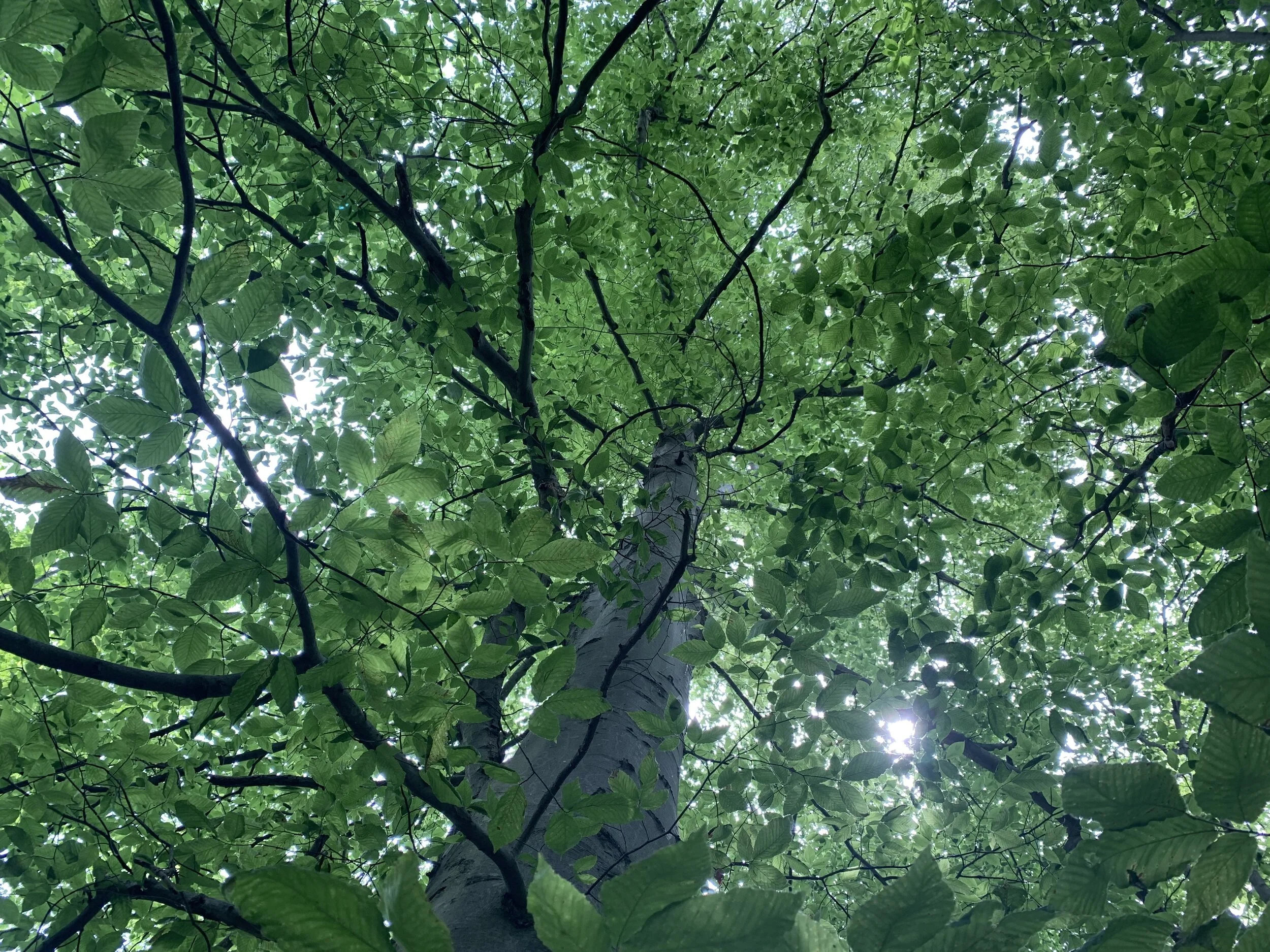 OHMC Summer Deepening Practice