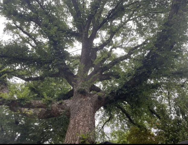 Dear Tree: I Need You, And You Need Me