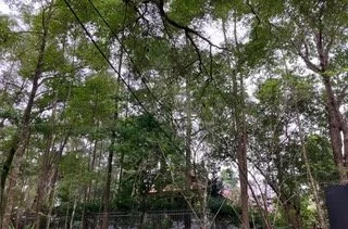 Myriad beings at Thich Nhat Hanh's root temple