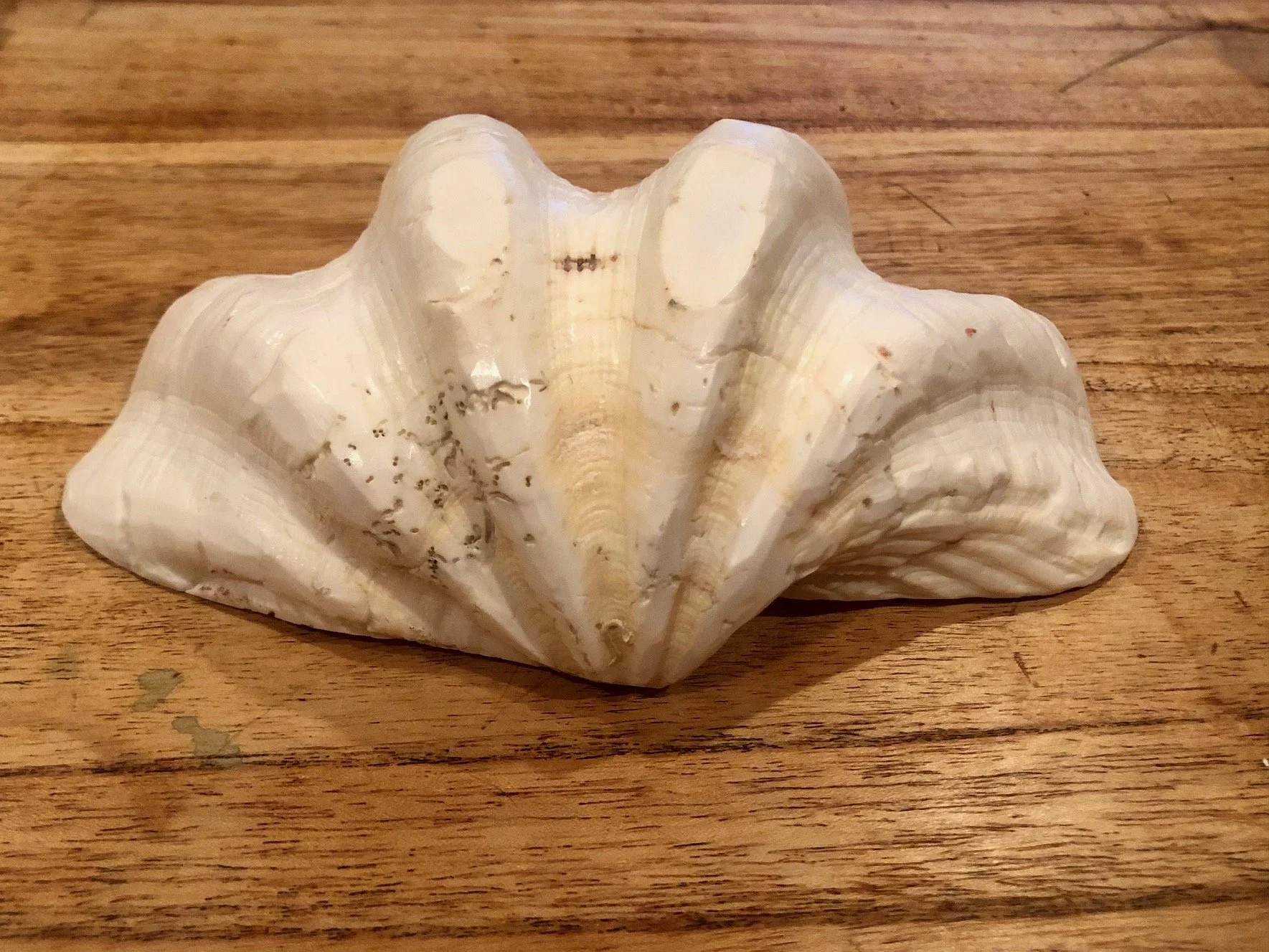Shell of Self: Part 7 of Fragrant Palm Leaves