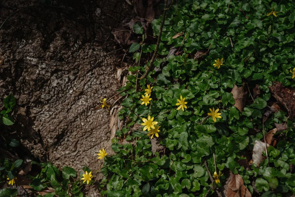 2024 Opening Heart Fall 1/2 Day of Mindfulness: Grounding During Uncertain Times