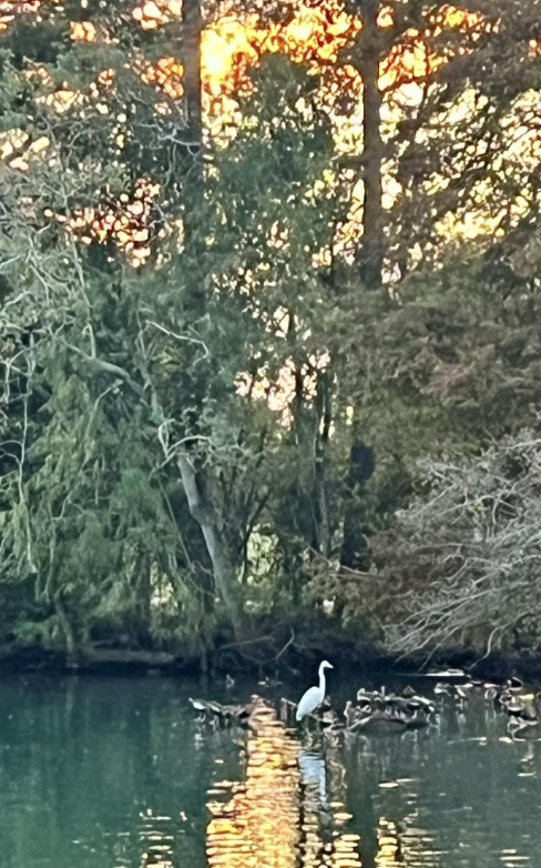 Living Mindfully With Intention