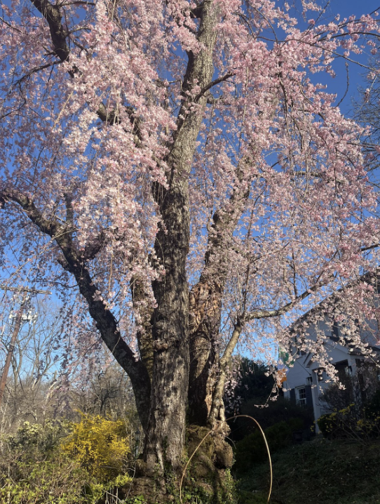 Expectations, Striving, and Mindfully Letting Go