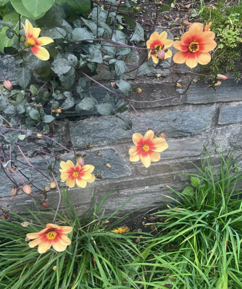 Interbeing as a Response to a World in Crisis