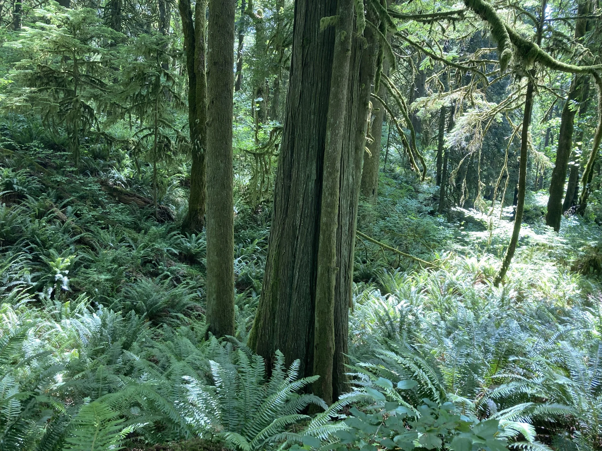 Where Is My True Home?
