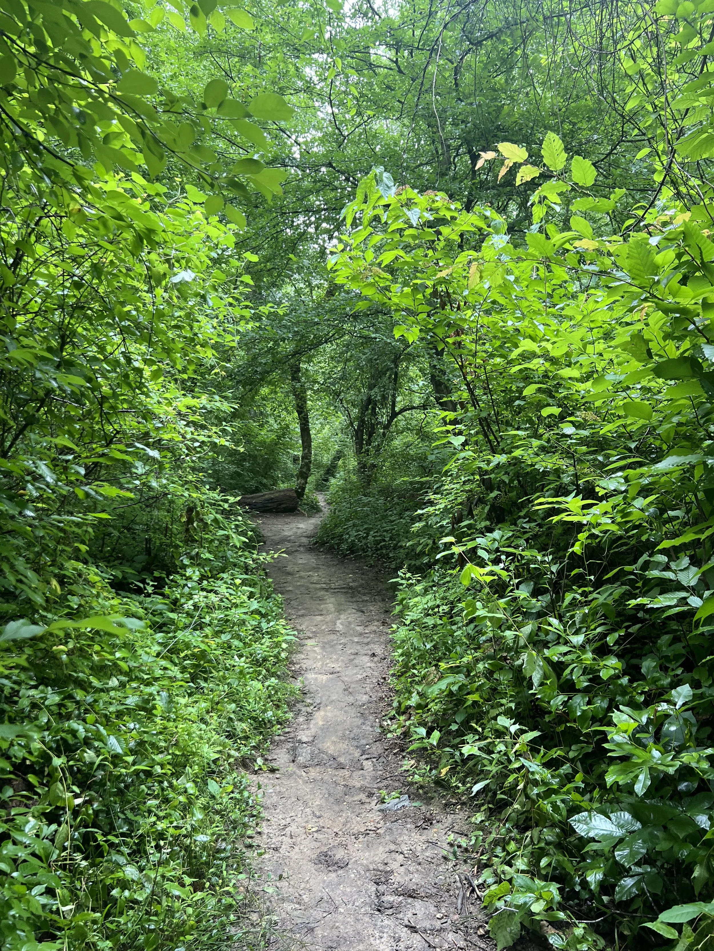 A Path of Solidity and Freedom: The Five Mindfulness Trainings