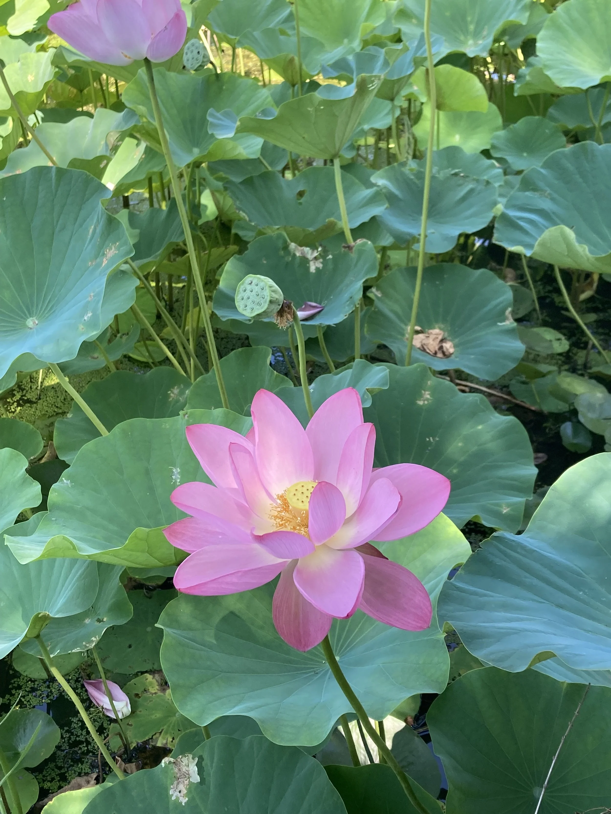 Easing Suffering With Memories and Experiences