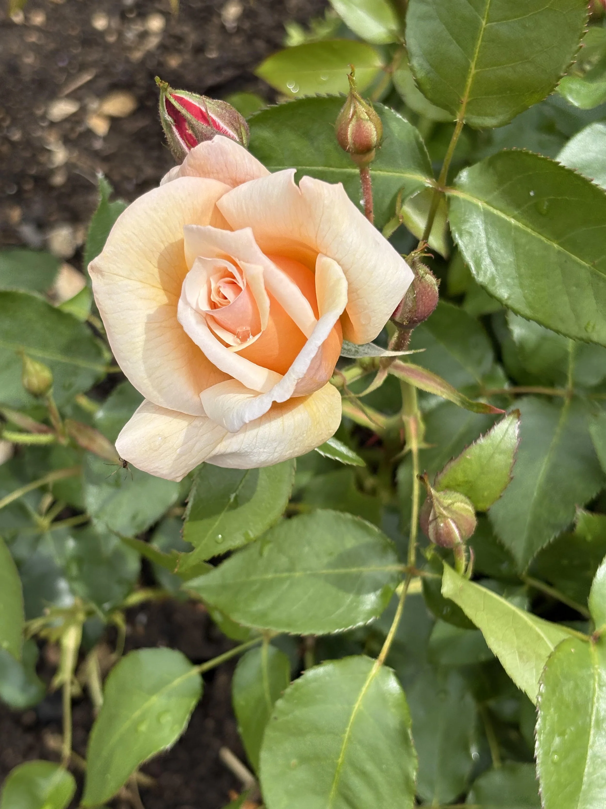 The Third Mindfulness Training: True Love 
