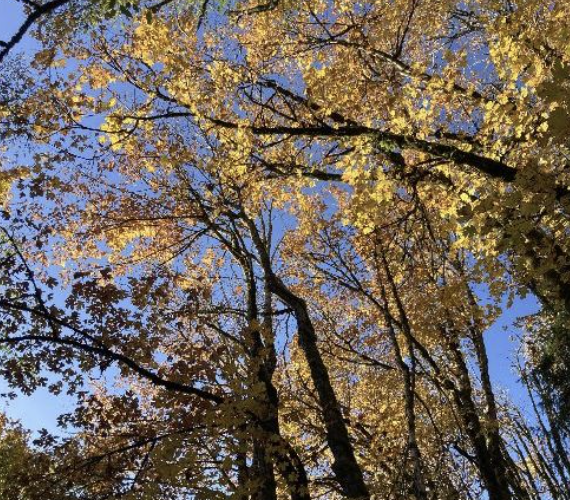 1/2 of Day of Mindfulness - Letting Go and Acceptance
