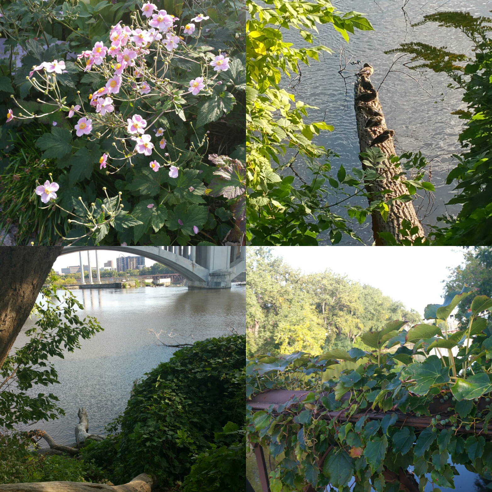 On a walk along the river practically right beside my new place.