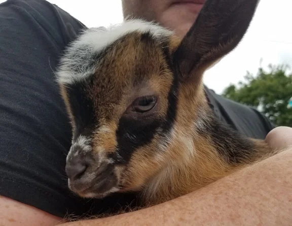 Yeah, like I would talk about tiny goats and not show you one .