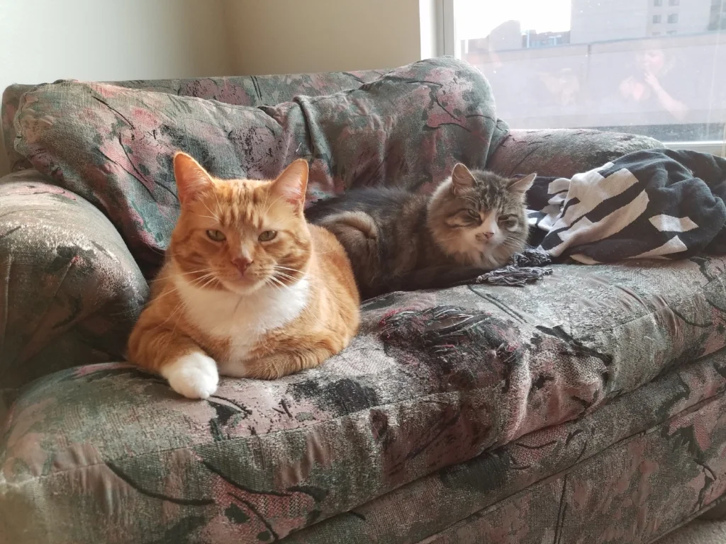 Also, here's an arbitrary picture of Sir Didymus and Sebastian. Just because. 