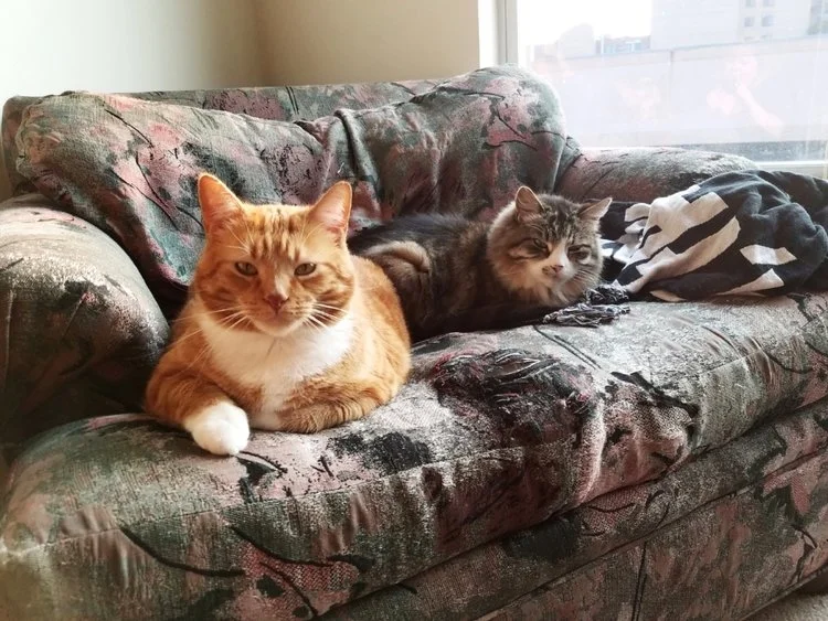 Two very important members of my care team, even if they don't have medical licenses.