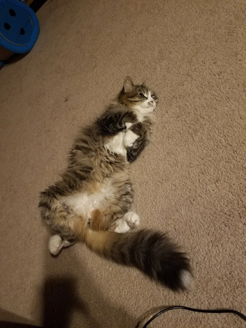 Same adorable cat.