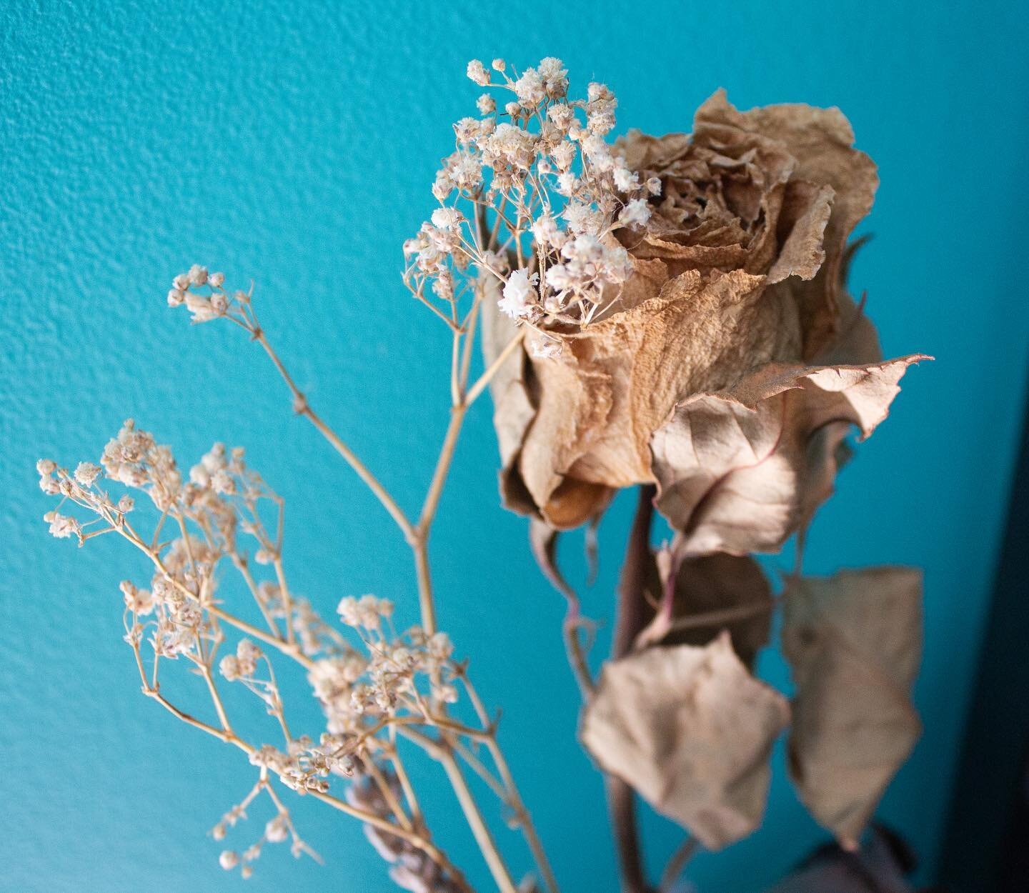 Got out my camera and messed around today ☀️ tested some shots with dried flowers and home and then went to the beautiful Stonewood Farm to take some pictures of their vibrant flowers and produce! See you again soon @stonewoodny 🌞
.
.
.
.
.
.
.
.
#e