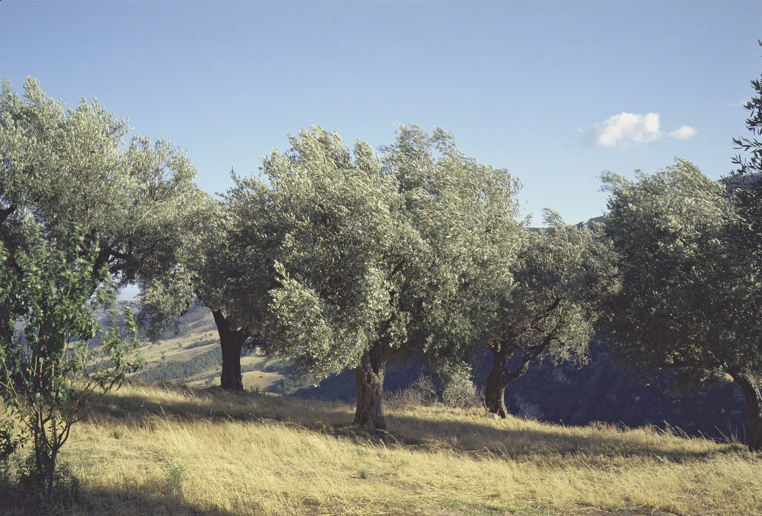 9) Olive Grove, Cirigliano, 2002.jpg