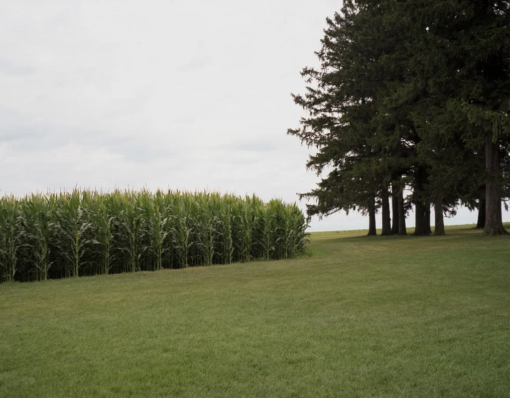 16_zeke:iowa corn.jpg