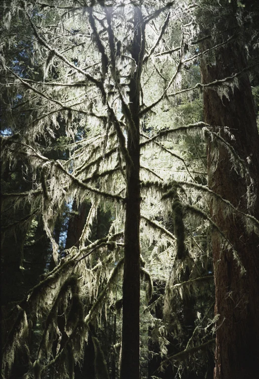 09. X#1_Olympic National Park, WA, August 2005.jpg