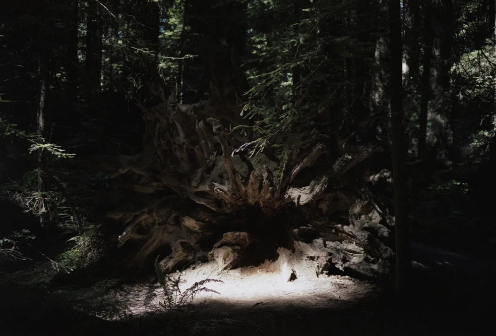 06_Redwoods Nat'l Park, August 2005.jpg