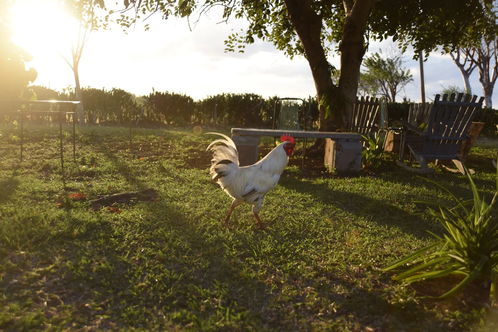 Rooster, Bahia Honda, Cuba