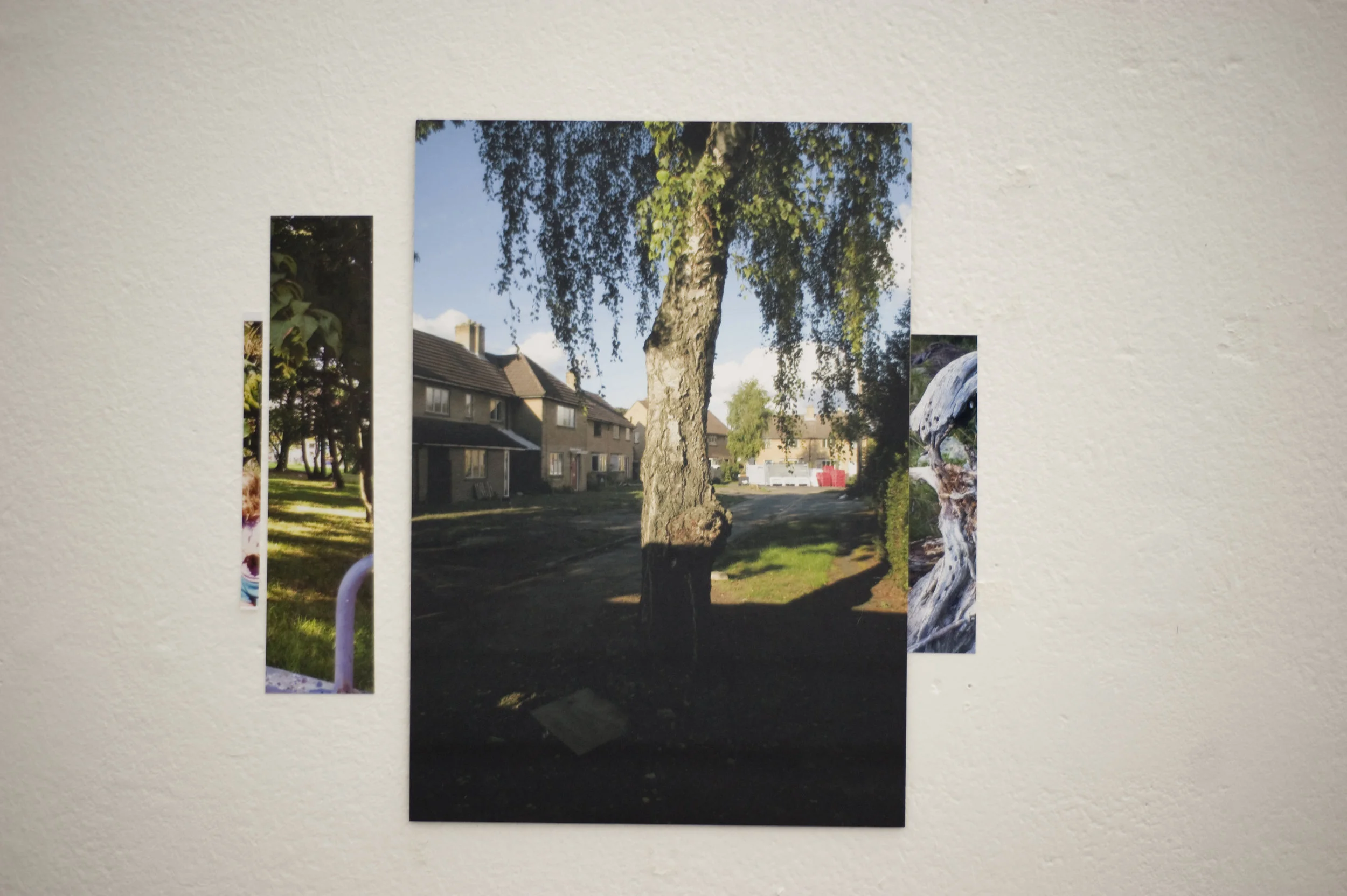 Streets of Trees 43.jpg