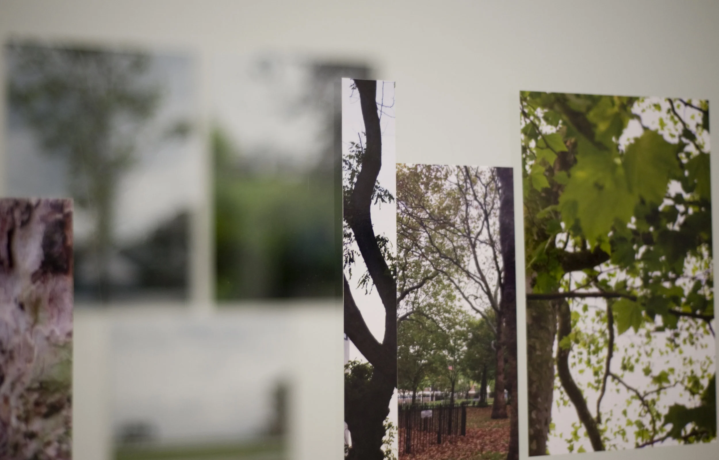 Streets of Trees 51a.jpg