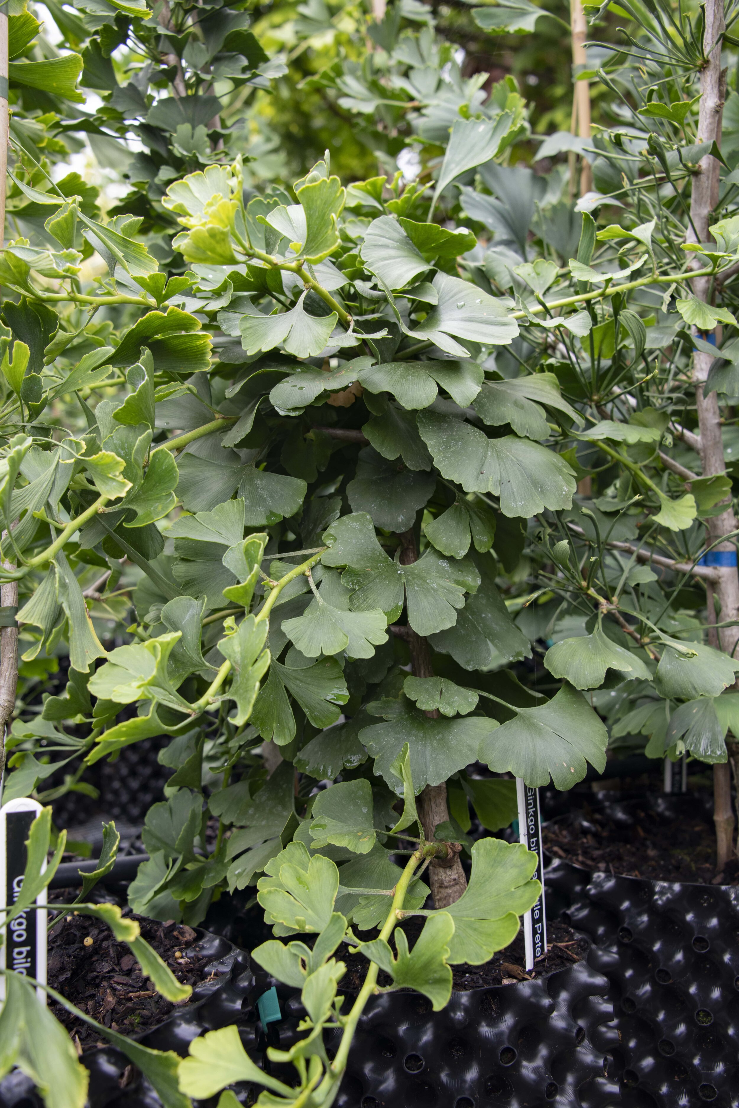 Ginkgo biloba National Collection DSC_8755 Little Pete-min.jpg