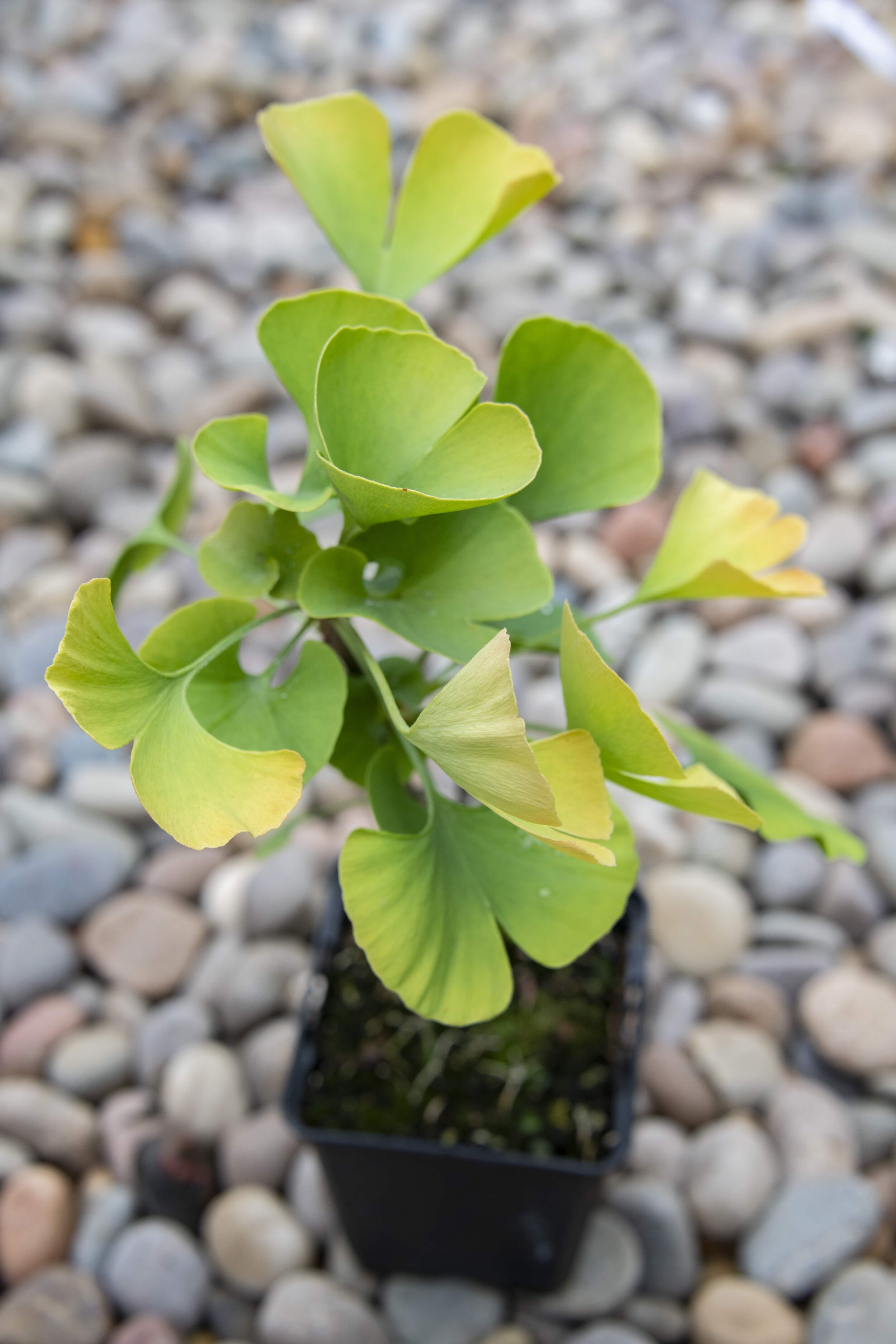 Ginkgo biloba National Collection DSC_8765 Joe Stupka's Broom-min.jpg