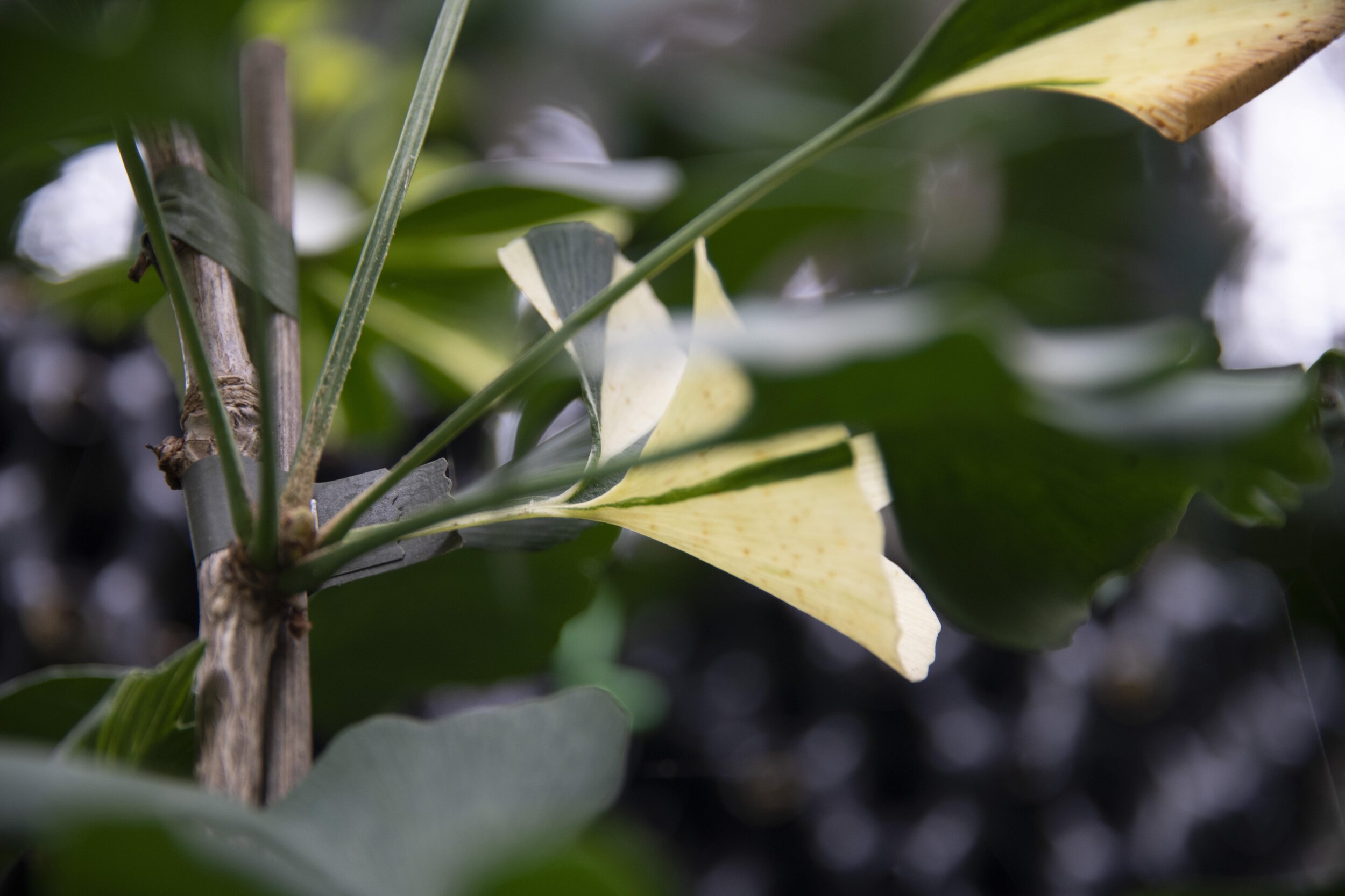 Ginkgo biloba National Collection DSC_8782 White Lightning-min.jpg