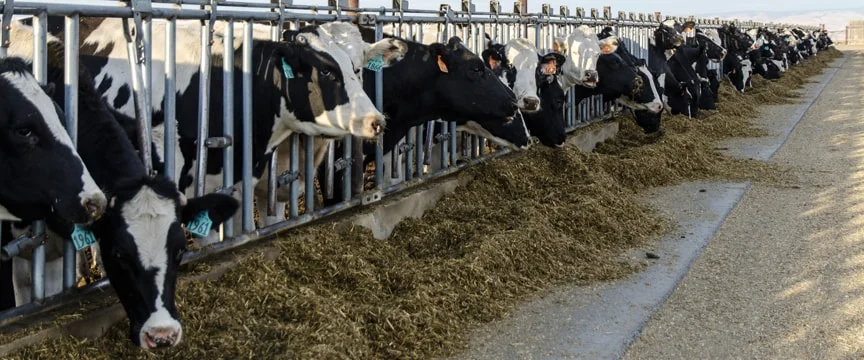 OF-Banner-Cows2-min.jpg