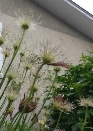 alley flowers.jpg