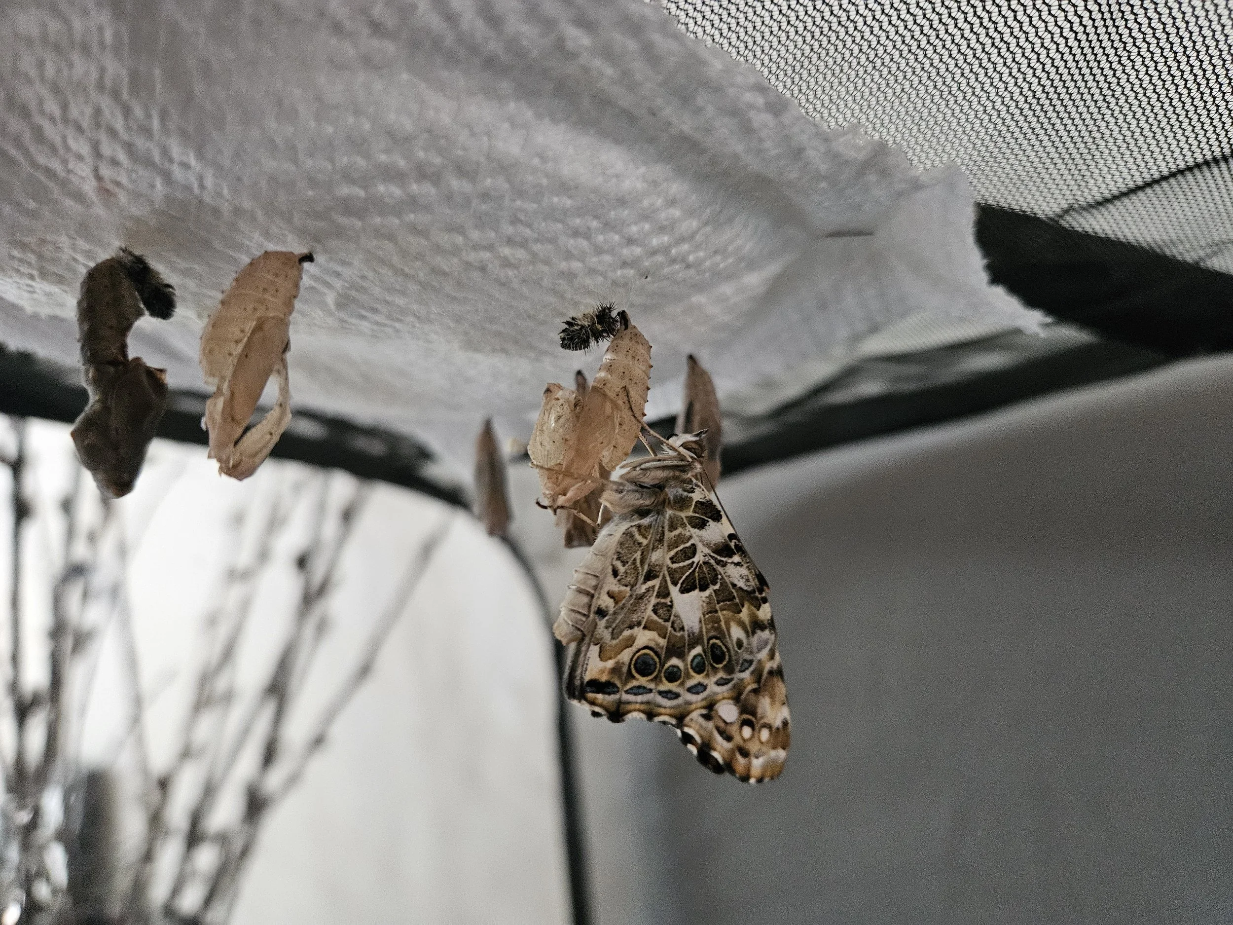 Metamorphosis