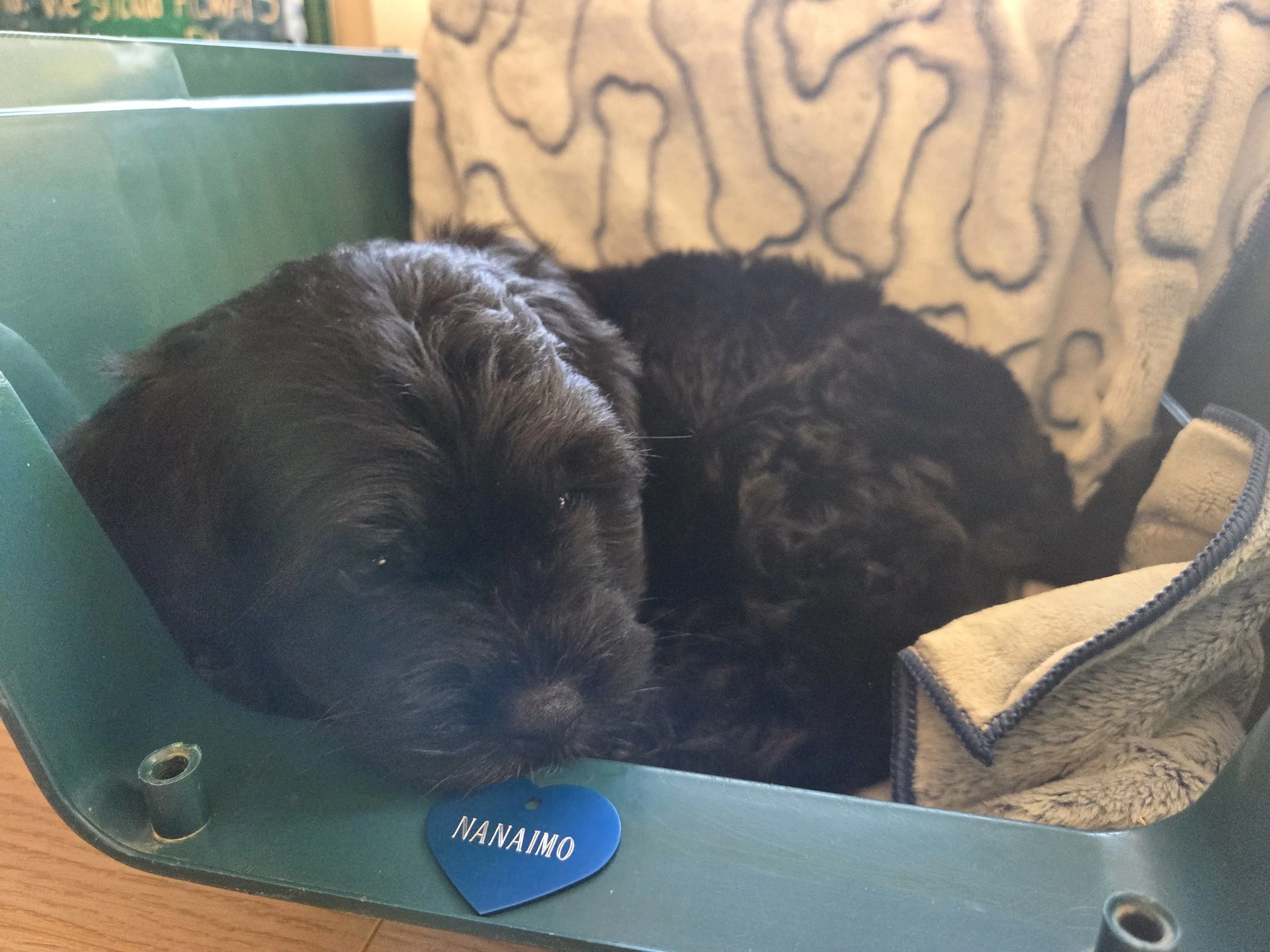 Nanaimo Pup